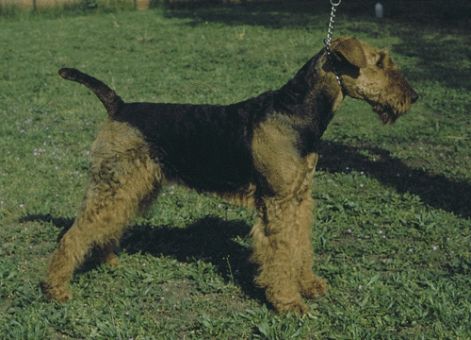 airedale-terrier.jpg